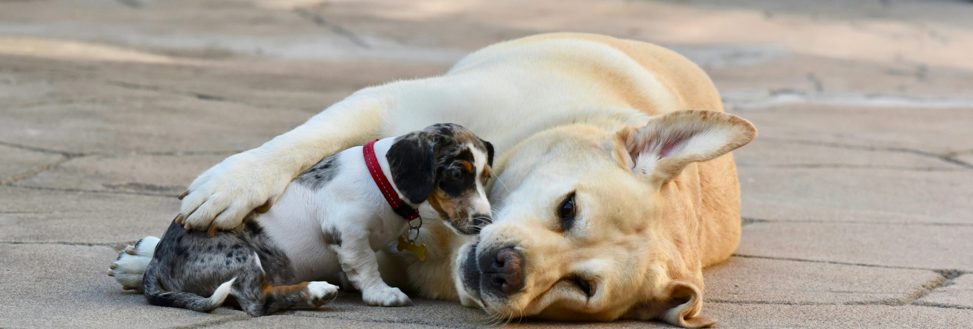 Tell a friend about Curcupet K9 for dogs rewards